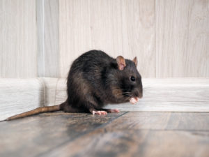 rat removal chicago