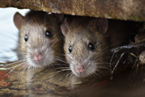 rodent control chicago