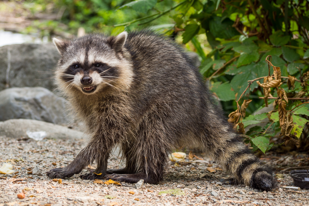 Raccoon Removal chicago