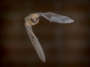 Bat Removal Chicago