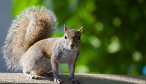 Squirrel Removal Chicago
