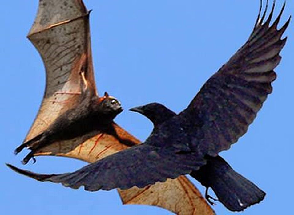 bat removal chicago