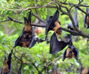 bat removal chicago