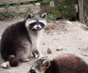 raccoon removal