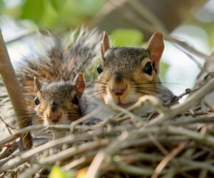 squirrel removal