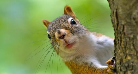 squirrel-removal-chicago