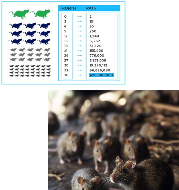 chicago-green-trappers