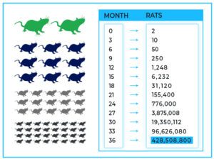 rat rapid spread